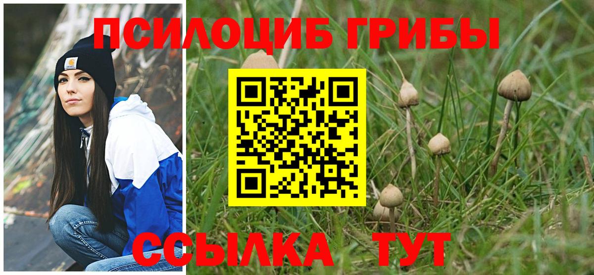 Галлюциногенные грибы Psilocybe Медногорск